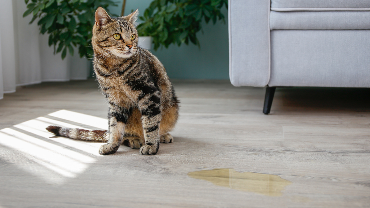 Gato con orina a un lado del piso.