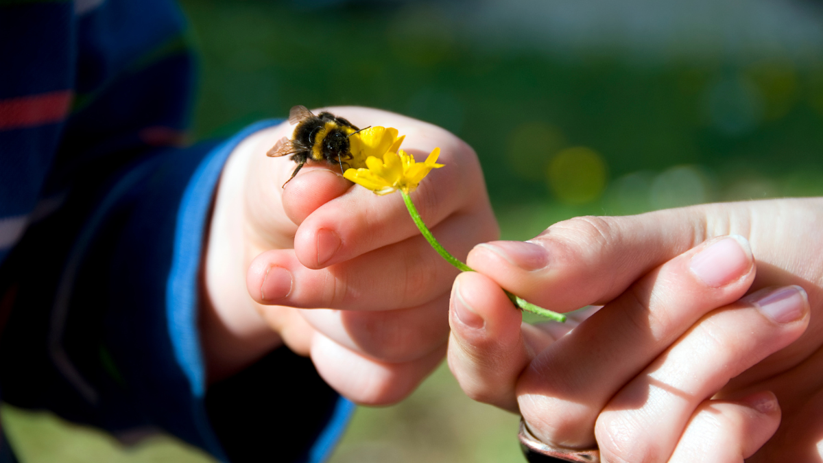 Abeja sobre la mano de una persona y otra sosteniendo un flor (Getty Images)